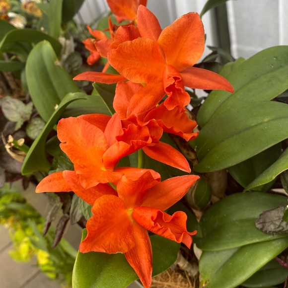 Meet your Posher, PK - Picture 2 of 3